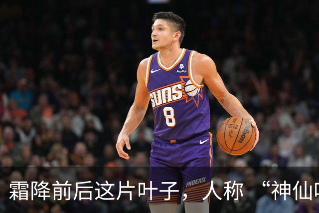 霜降前后这片叶子，人称 “神仙叶”！晒干熬汤泡水喝，润肺疏肝！